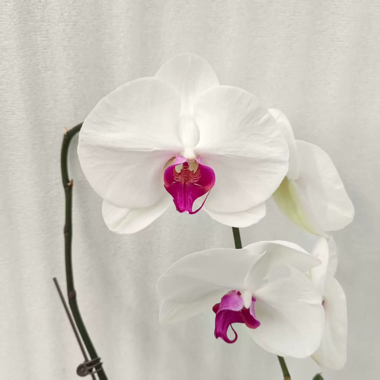 大花系列白花红心【一见钟情】带花发货