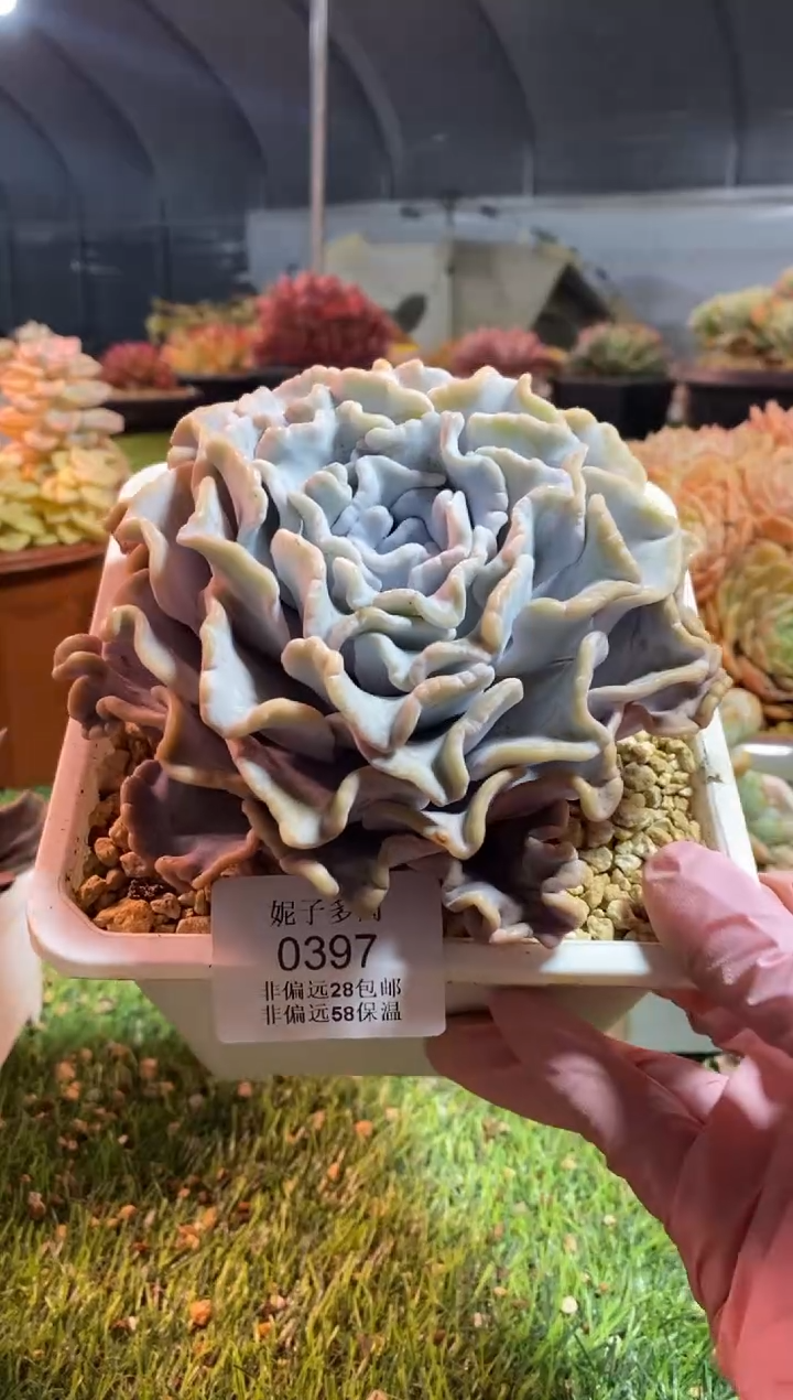 【闪购商品】0397a