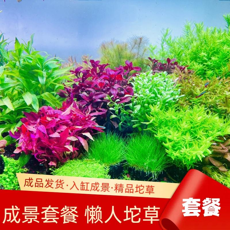 【成景套餐】水草鱼缸专用水草新手坨草无需底沙无需种植入缸成景