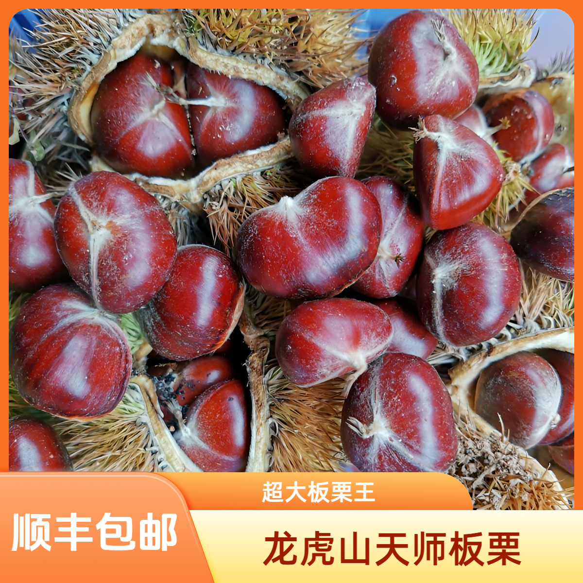 【板栗王】龙虎山天师板栗饱满粉糯香甜口感好顺丰包邮