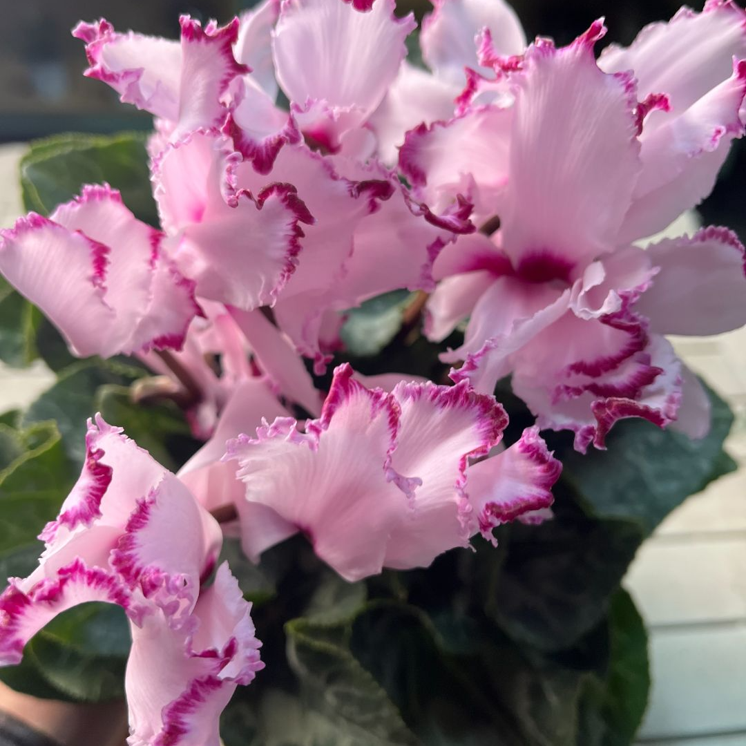 仙客来花色丰富开花能手