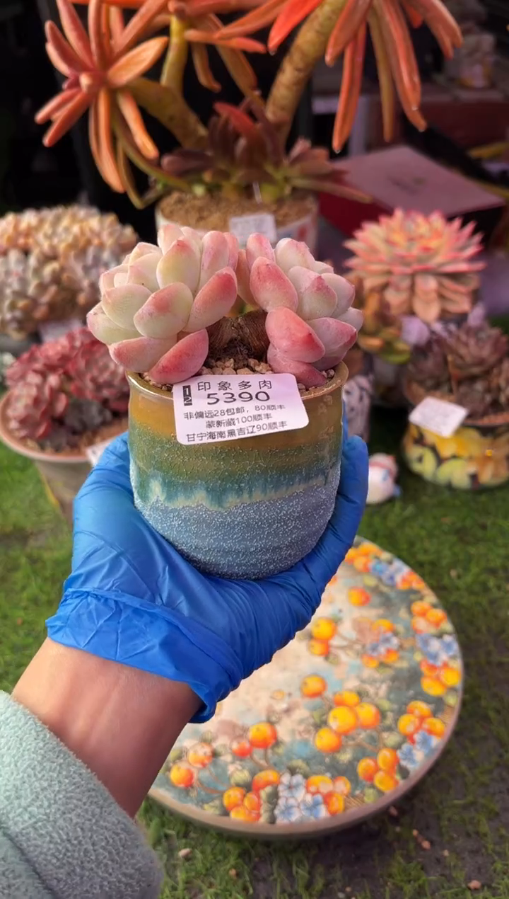 昆明印象多肉5390