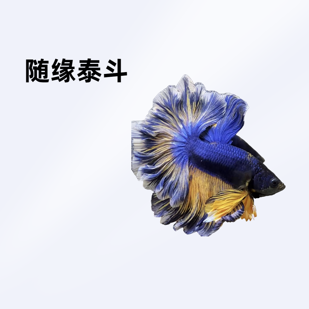 B3（49-72）随缘泰斗小型热带观赏鱼（直播间选鱼）