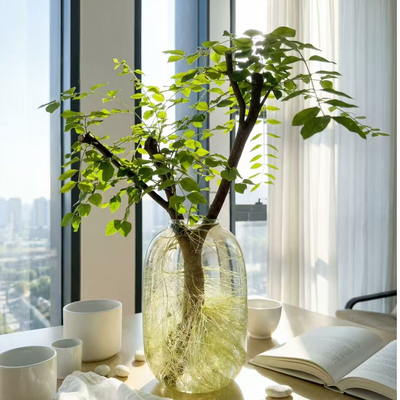 毛叶丁香小叶女贞水培发根植物室内好养易活茶室客厅绿植