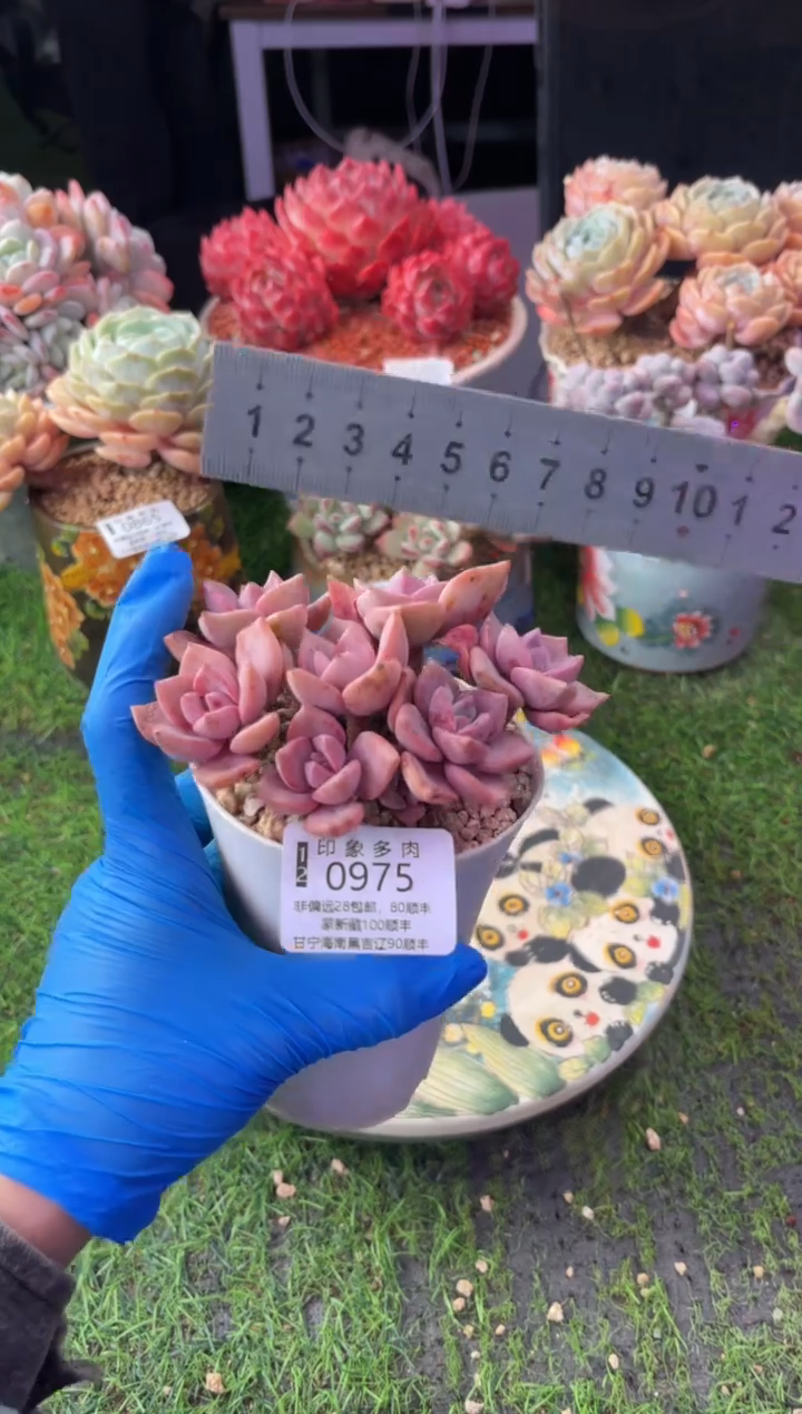 昆明印象多肉0975