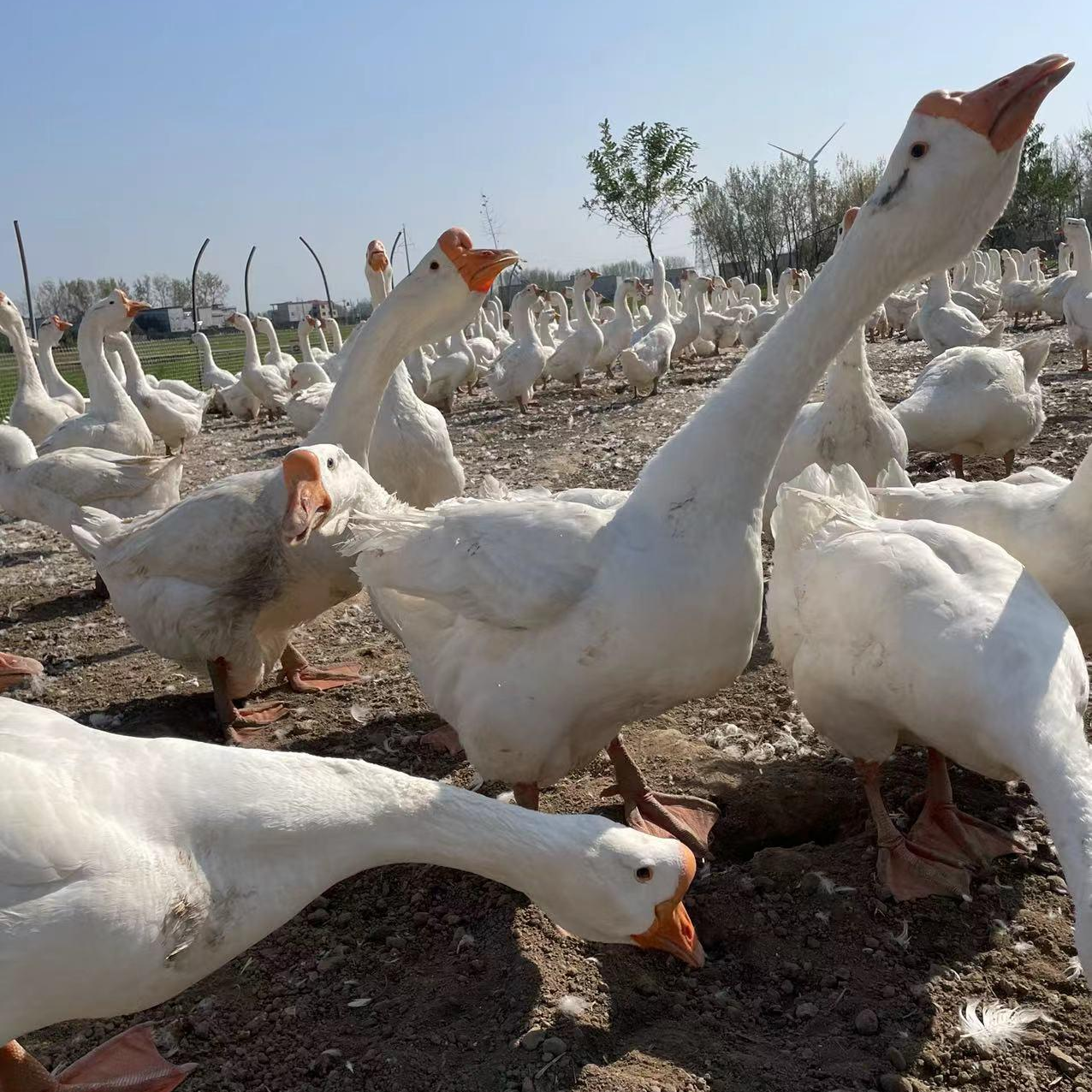 三花大白鹅好玩家用子母立体二合一