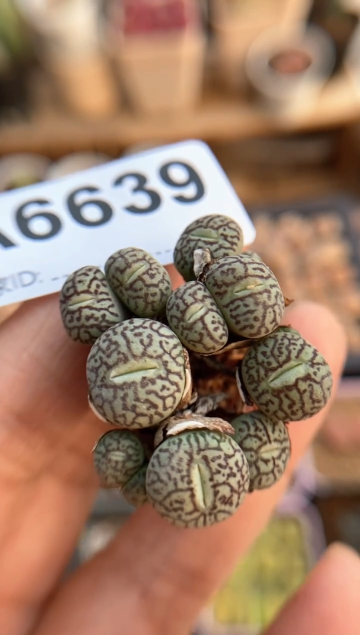 【闪购商品】6639直播一物一拍