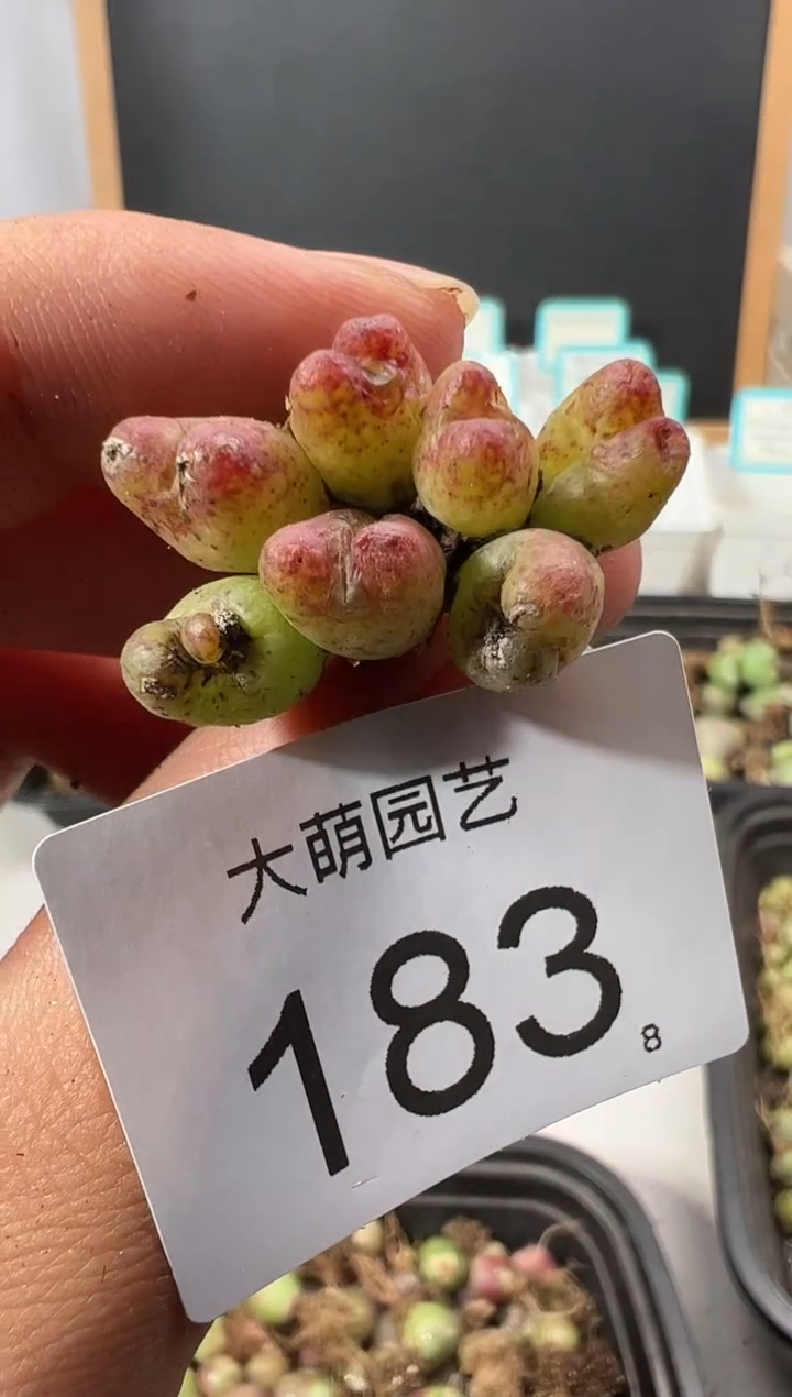 【闪购商品】++++183