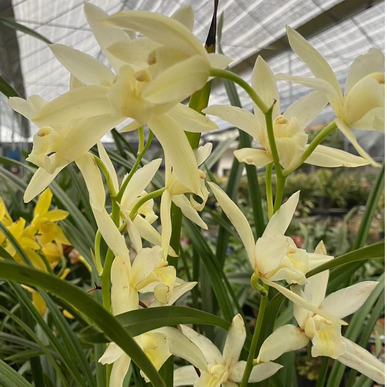 建兰白雪公主带花苞发货浓香原盆原土兰花盆栽