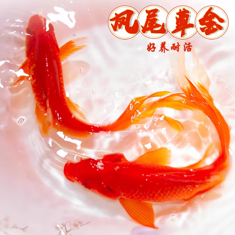 保底39条3-6公分精品草金好养耐活 花色随机搭配 包邮包损