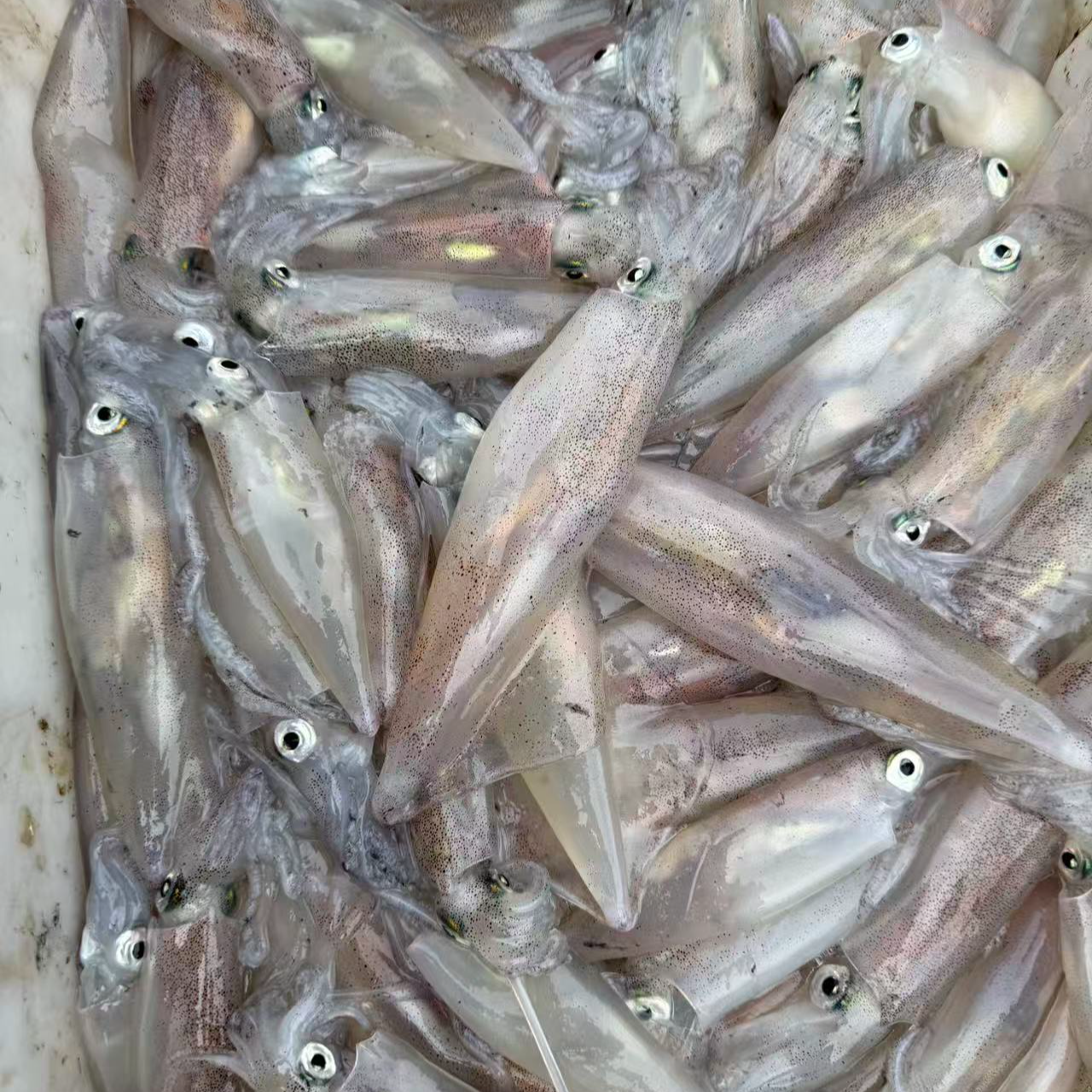 活冻鱿鱼 水鱿 北部湾海域特产 