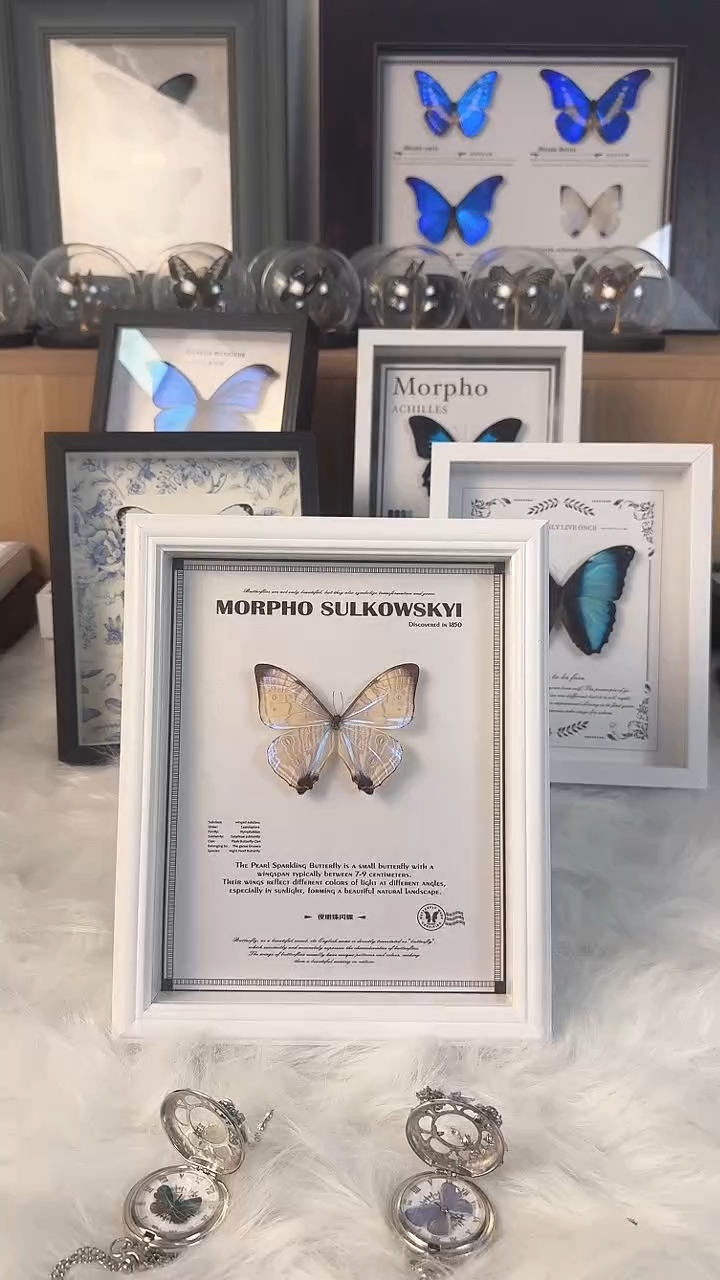 蝴蝶标本真实天然