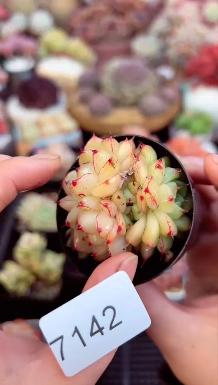 【闪购商品】7142群生麦秆多肉