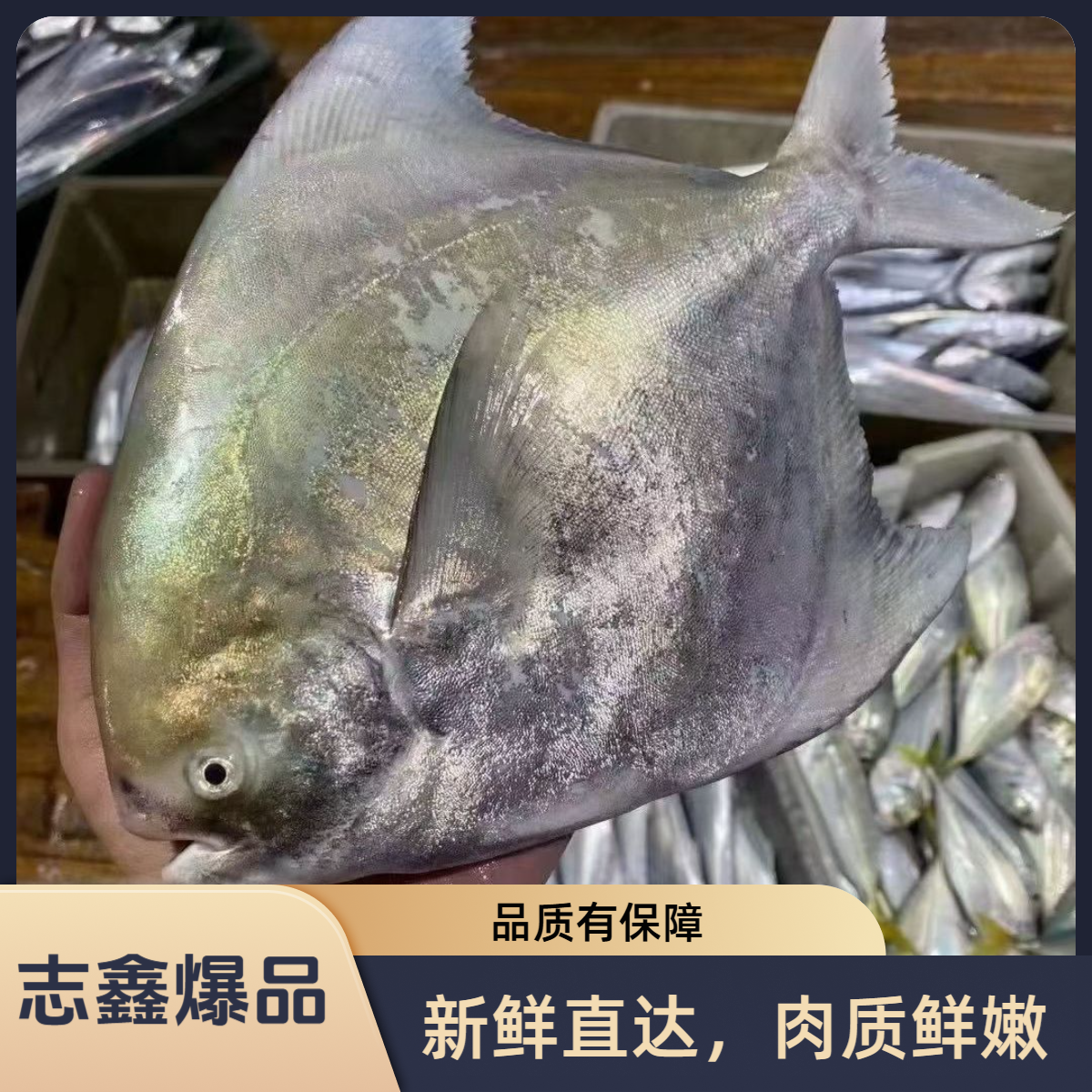 【志鑫海鲜】湛江本港大斗鲳深海新鲜美味大中华鲳中国鲳顺丰