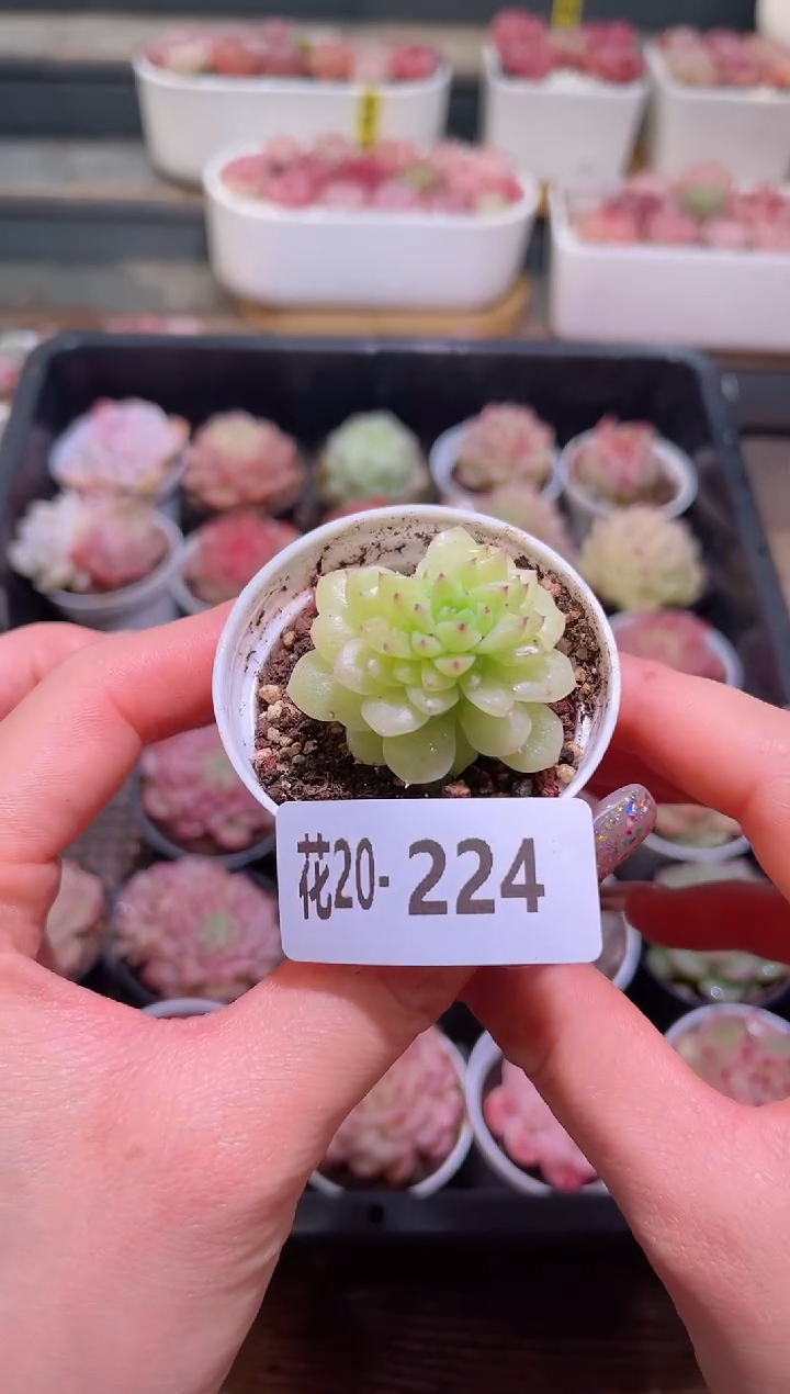 【闪购商品】20-224麦秆