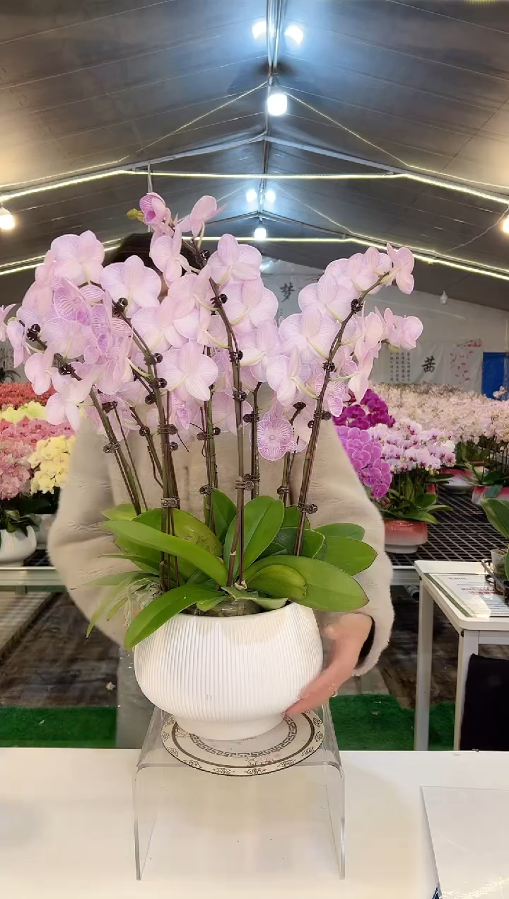 大部分花苞少量开放111