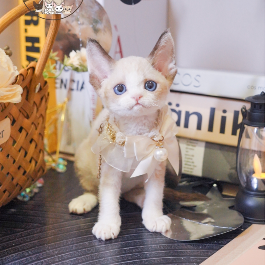 海豹妹妹 2个月 德文卷毛猫