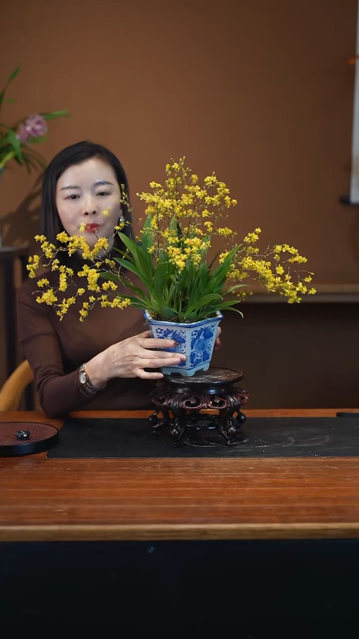 全部花朵黄梦香盆景盆景盆景