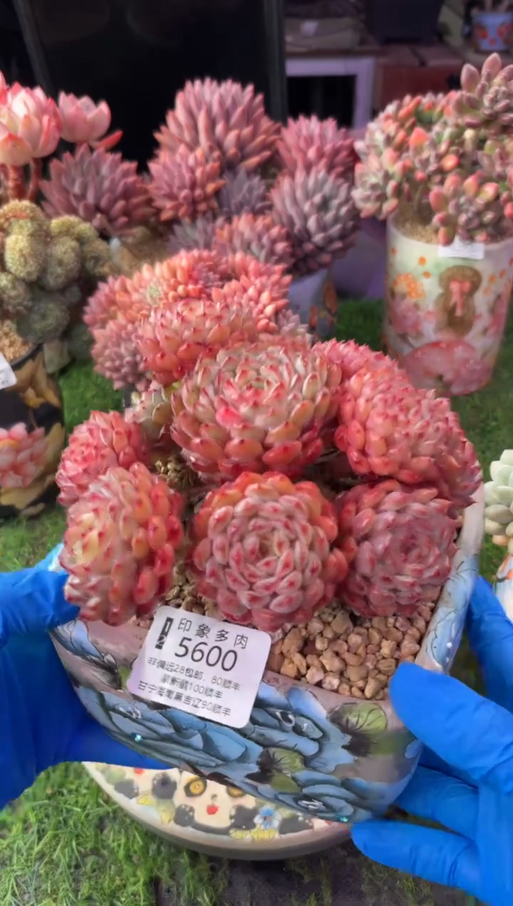昆明印象多肉5600