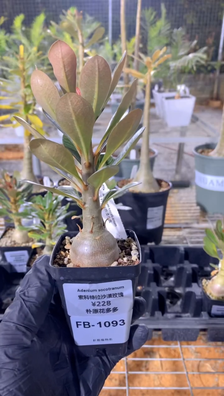 【闪购商品】索科特拉沙漠玫瑰FB-1093