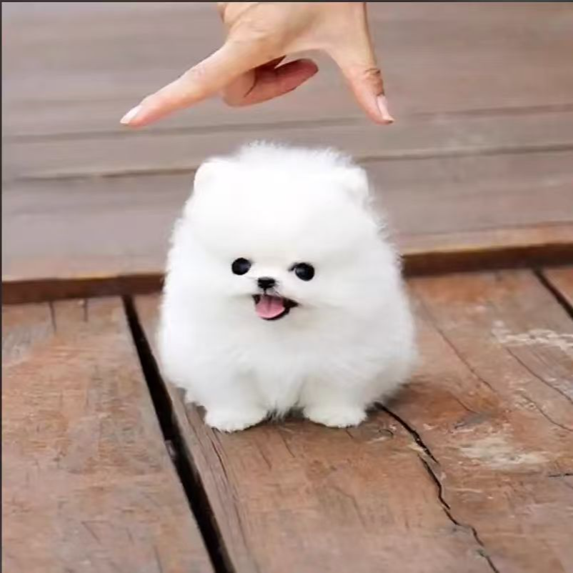 【小韩宠物】博美犬活体专属链接