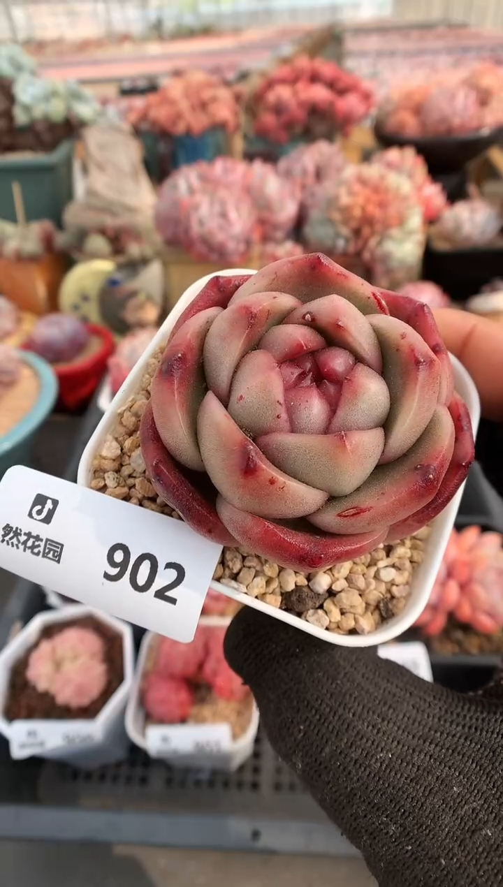 【闪购商品】902莱拉珍妮一物一拍