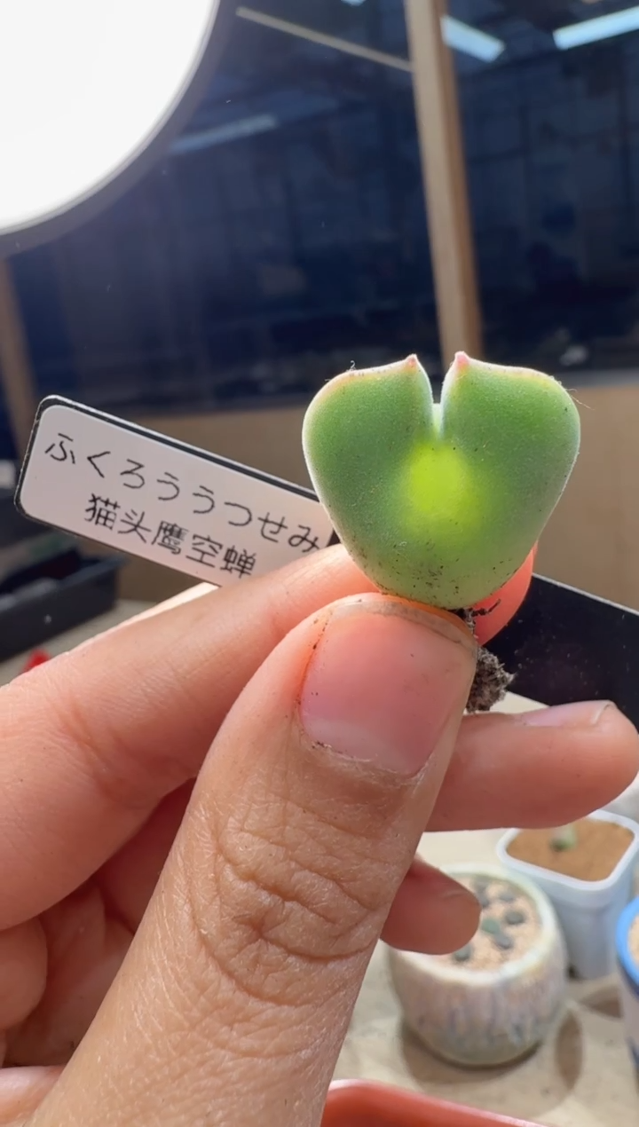 多肉植物肉锥23-158猫头鹰