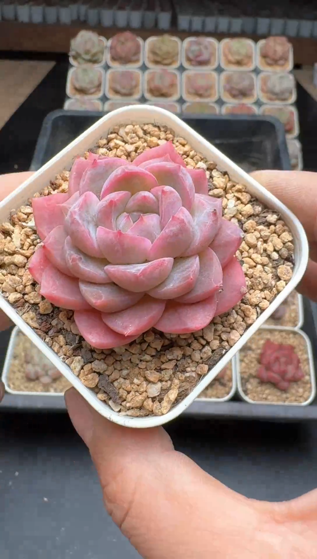 【闪购商品】761E号一物一拍多肉花卉植物3颗起发