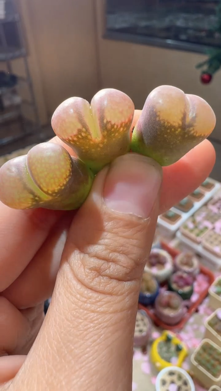 183多肉植物肉锥水滴窗风铃一颗