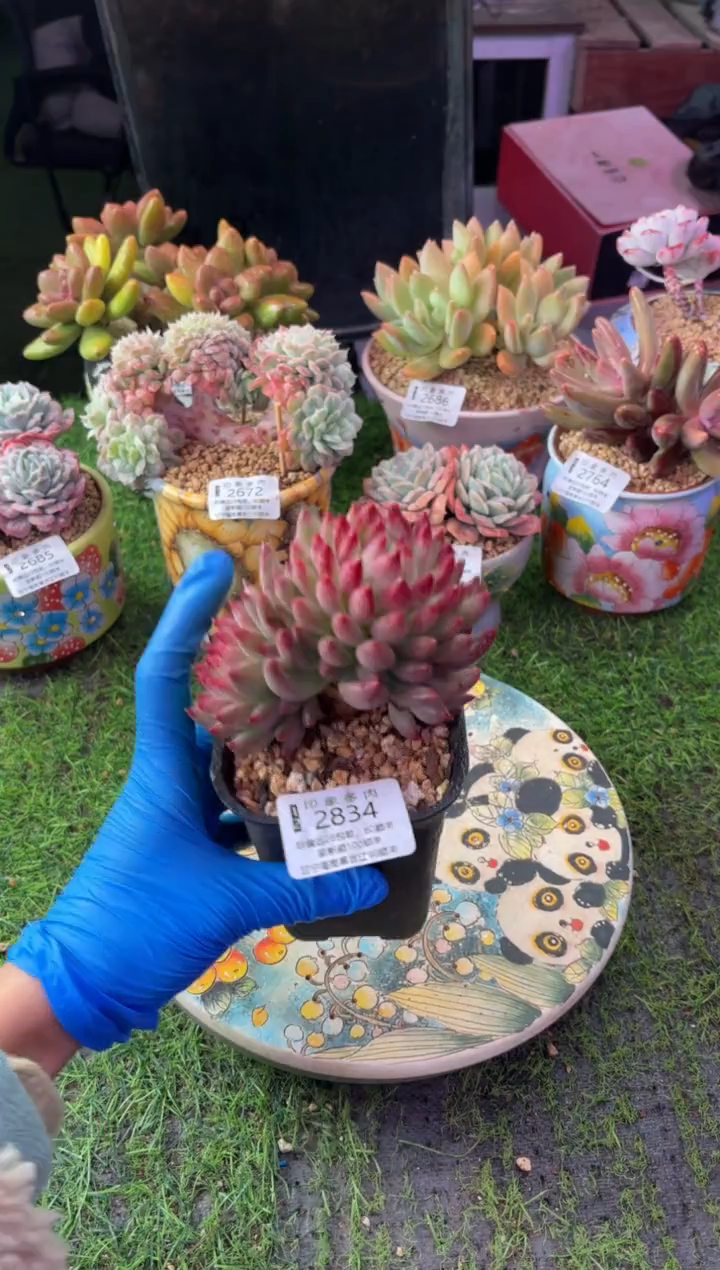 昆明印象多肉2834