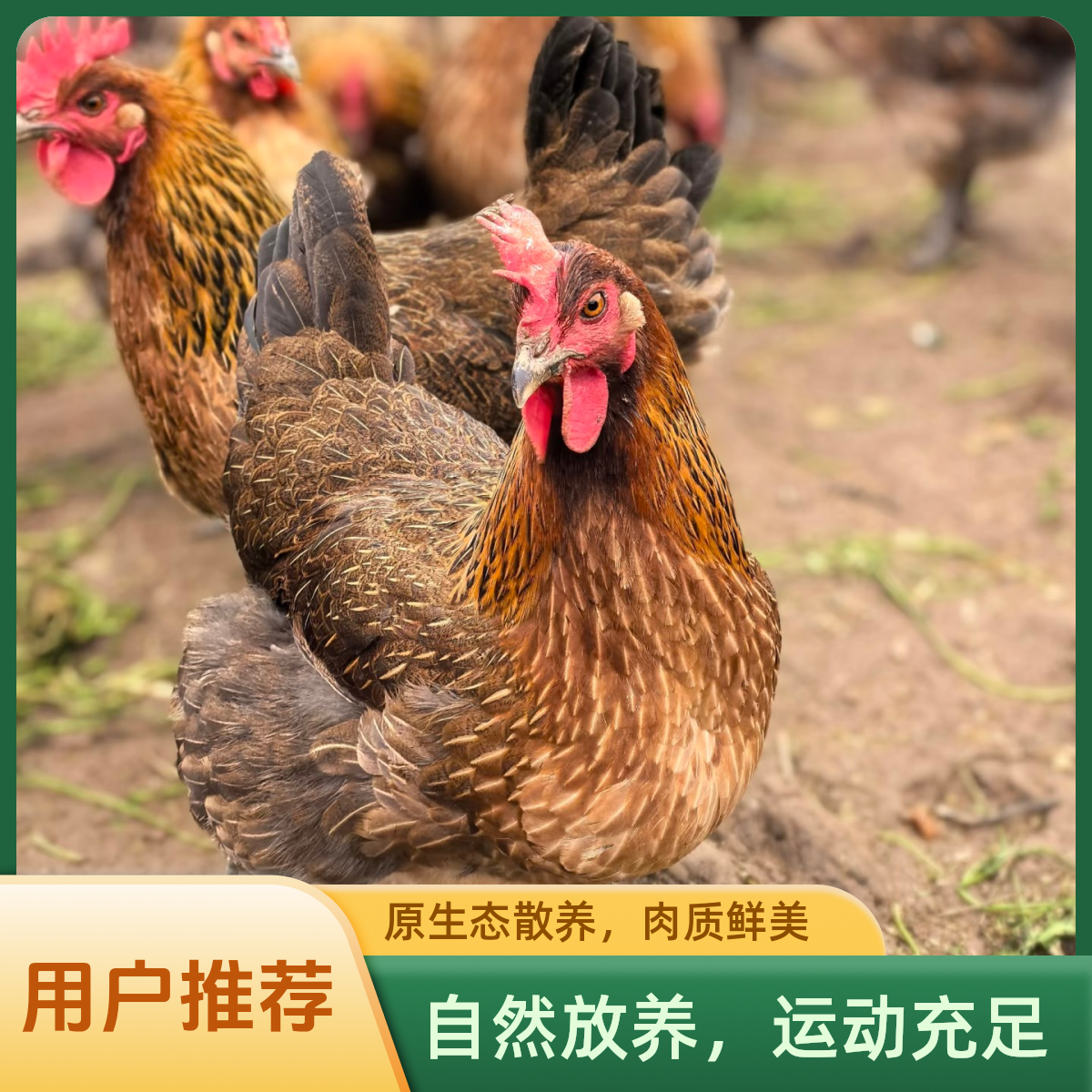 【两只下蛋母鸡】农场竹林散养青腿麻羽下蛋母鸡6-7斤五谷喂养土鸡京东包邮-DS