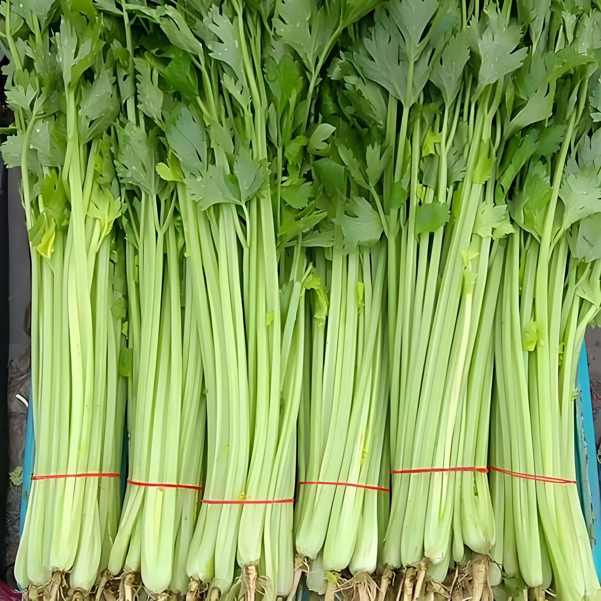 小香芹富菜【300克/份】芹菜