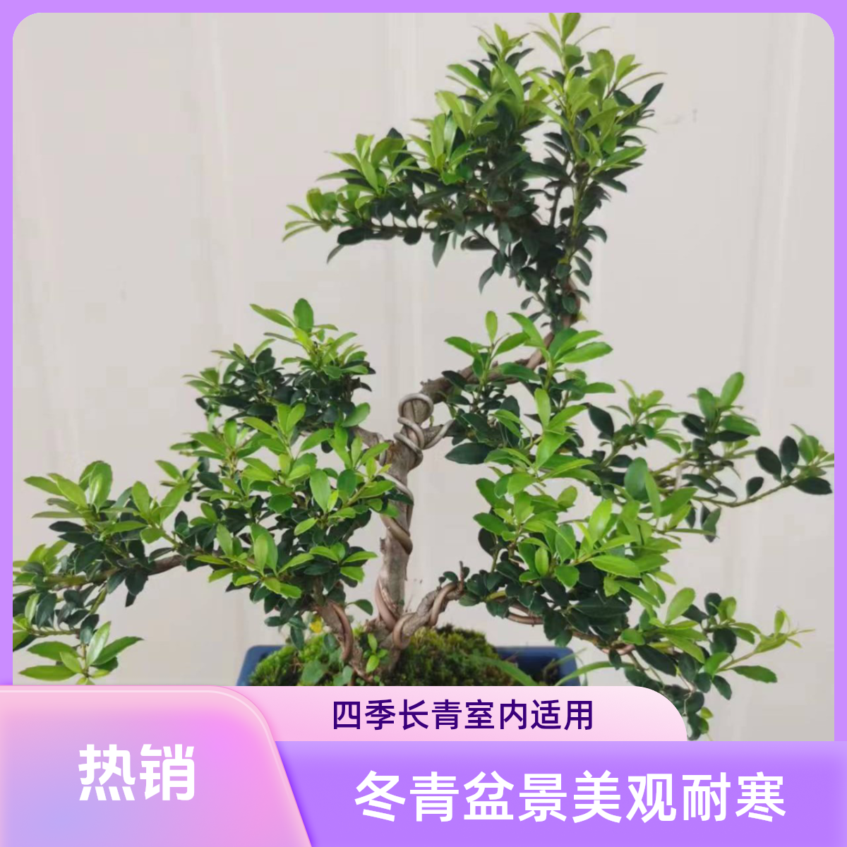 米叶冬青造型盆景桌面绿植四季长青室内室外耐寒耐热开花结果美观