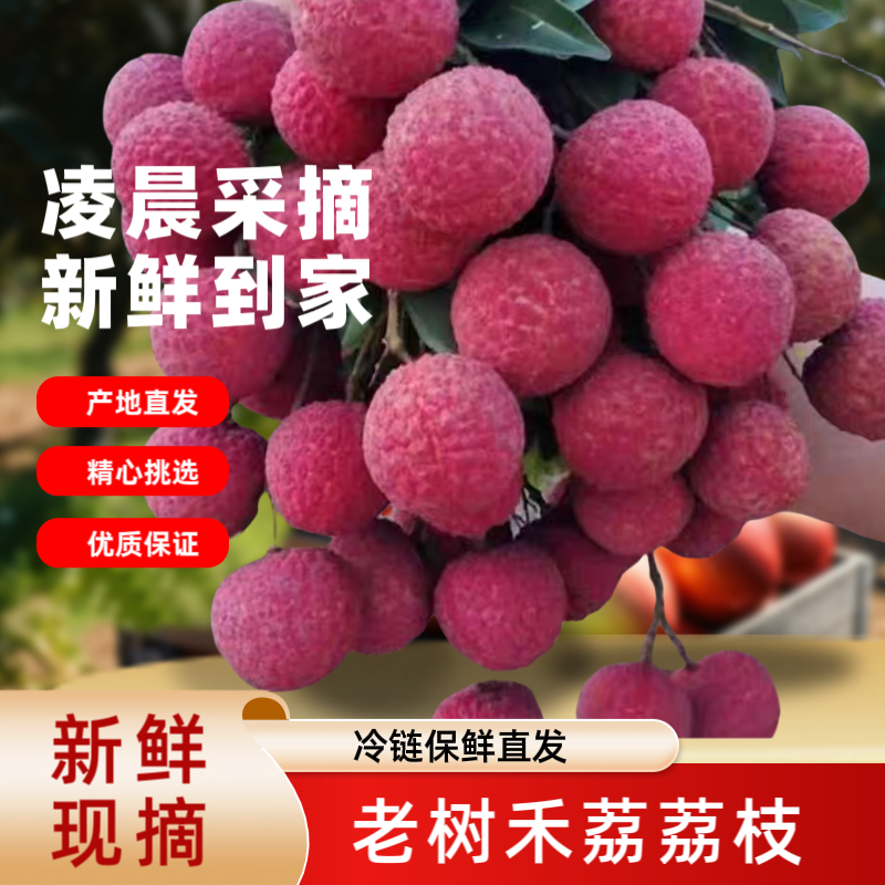 【锁鲜冷链直发】Z老树荔枝 现摘现发 新鲜禾荔当季鲜水果整箱发货