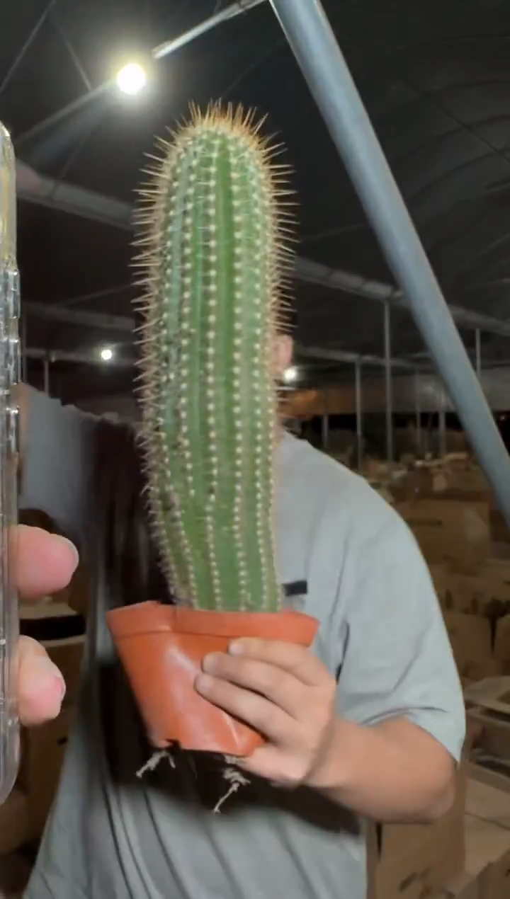 大号 蒙娜丽莎毛花柱【带根】