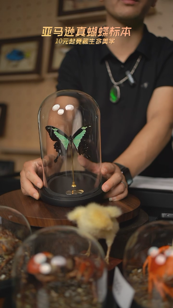 福翠凤蝶中号玻璃罩