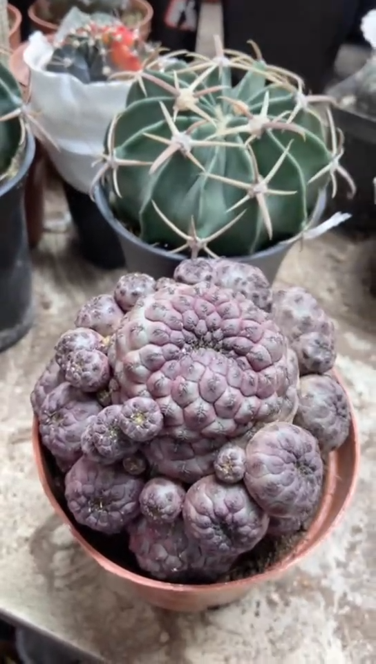 凌波加紫丽丸仙人球一物一拍