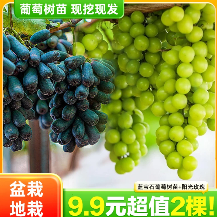 【9·9抢！2棵】葡萄树苗阳光玫瑰蓝宝石易活种植南北方盆栽地载商品图