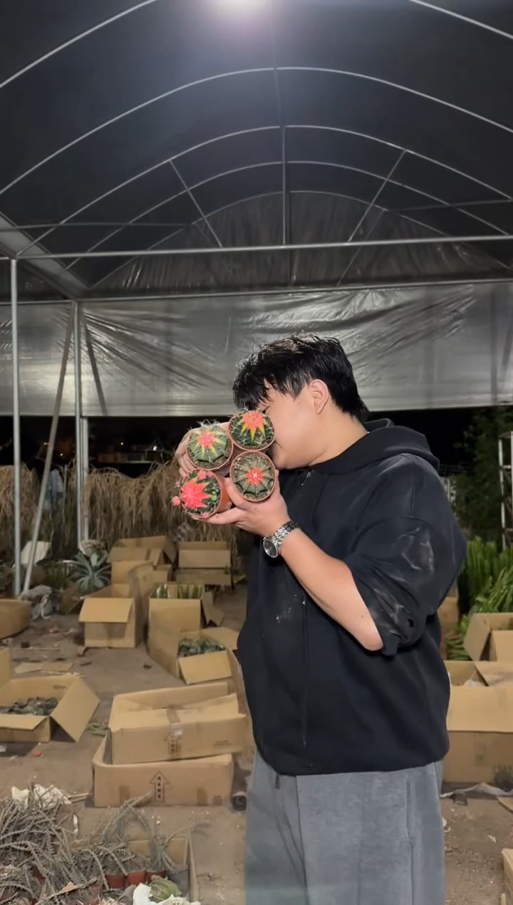 4颗 实生根 牡丹锦球 4-6cm