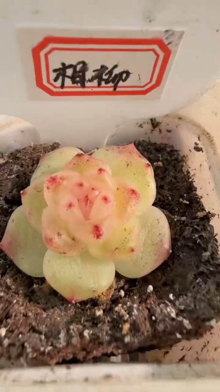 相柳 五方一盆 单双混 量拍混发