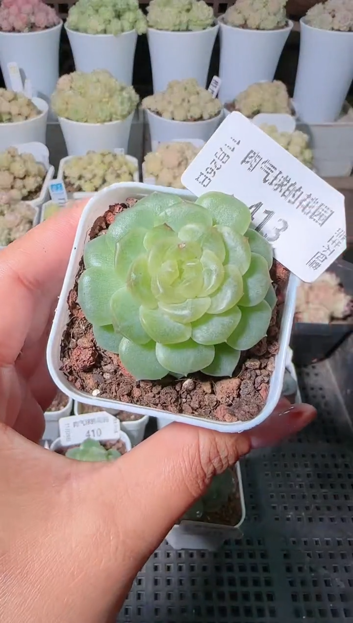 1126-413群生不包整