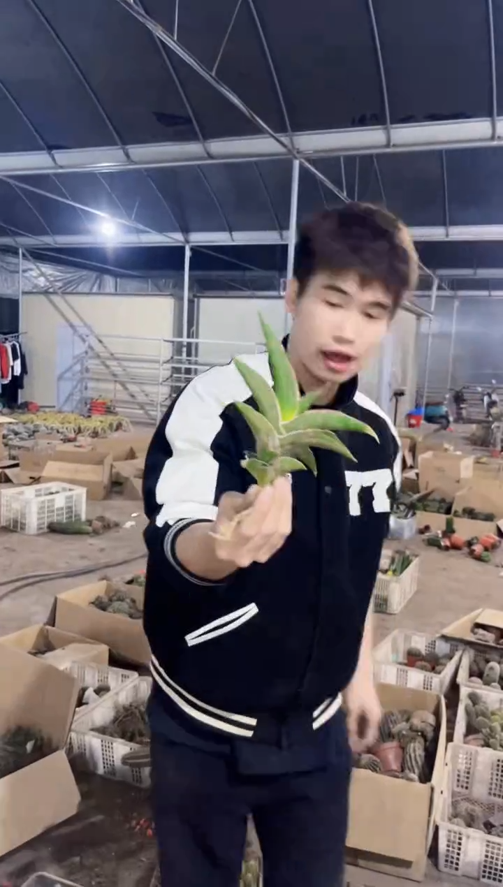 【闪购商品】鹰嘴龙舌兰