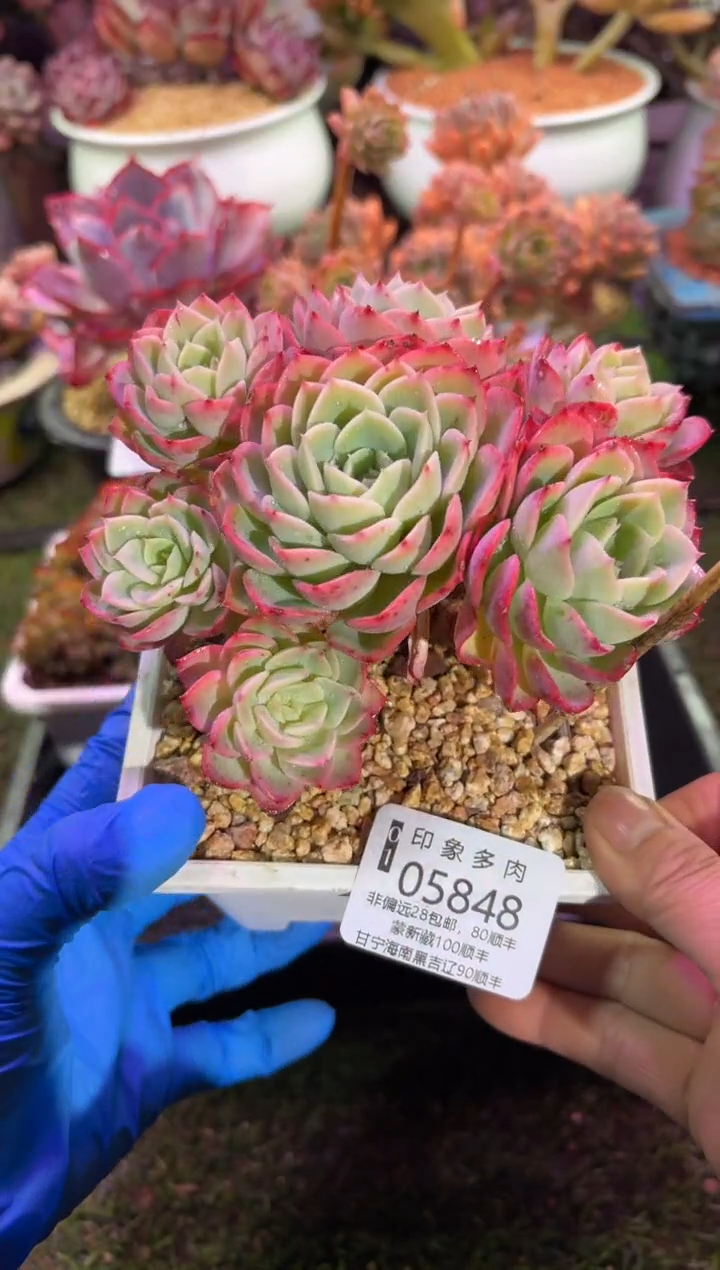 【闪购商品】05848