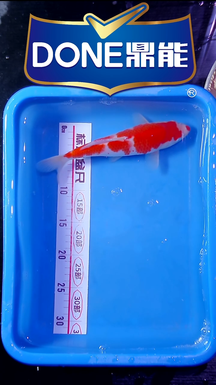 锦鲤直播间菁选 对版发货 4号