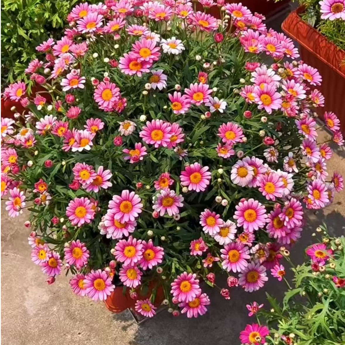 玛格丽特【可爱粉】盆栽阳台庭院四季开花耐热植物