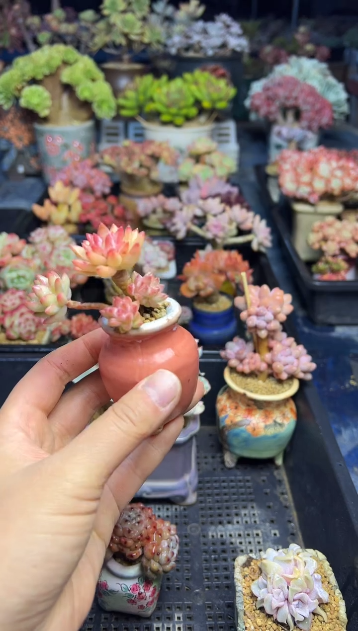 j***e236             带盆