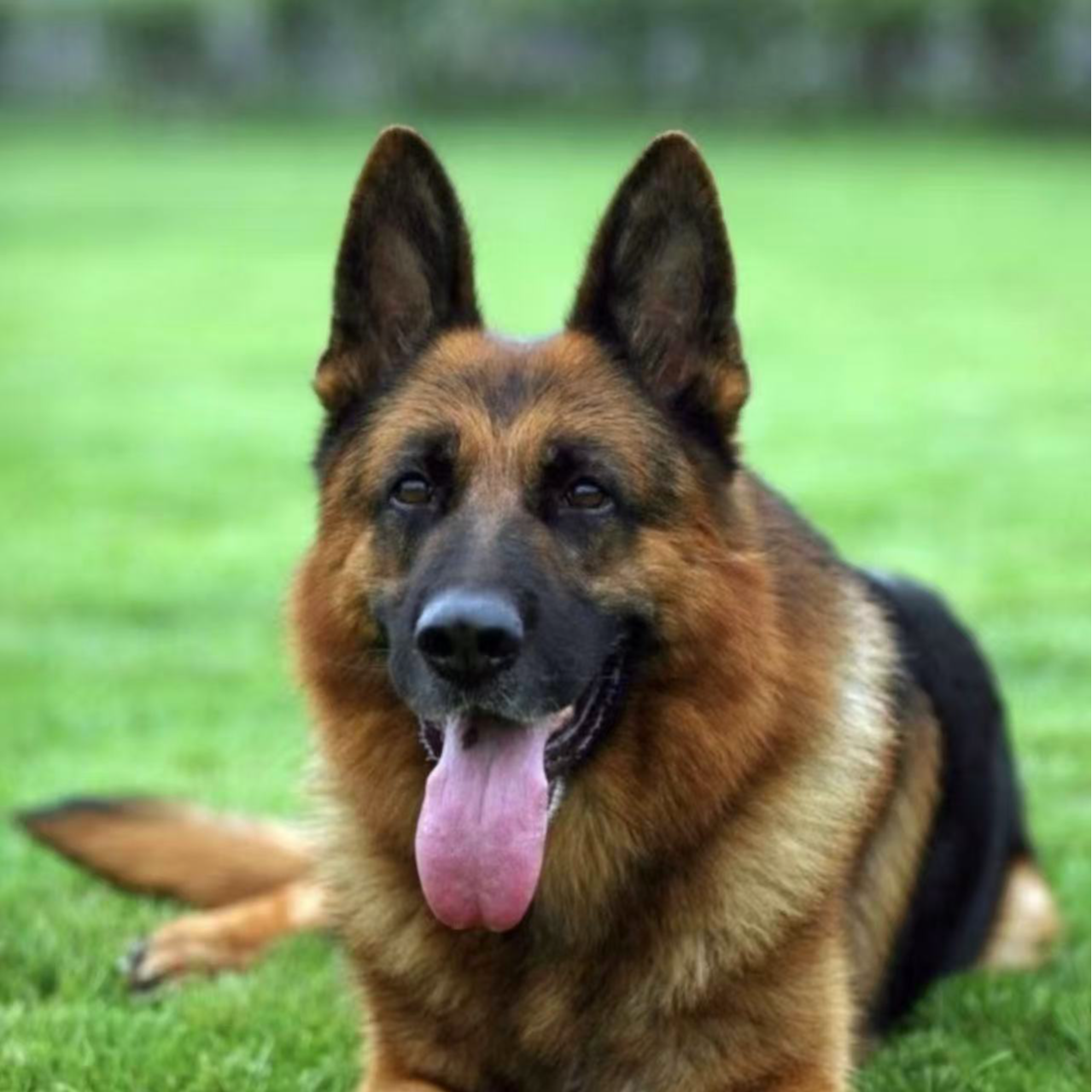 2号德国牧羊犬链接