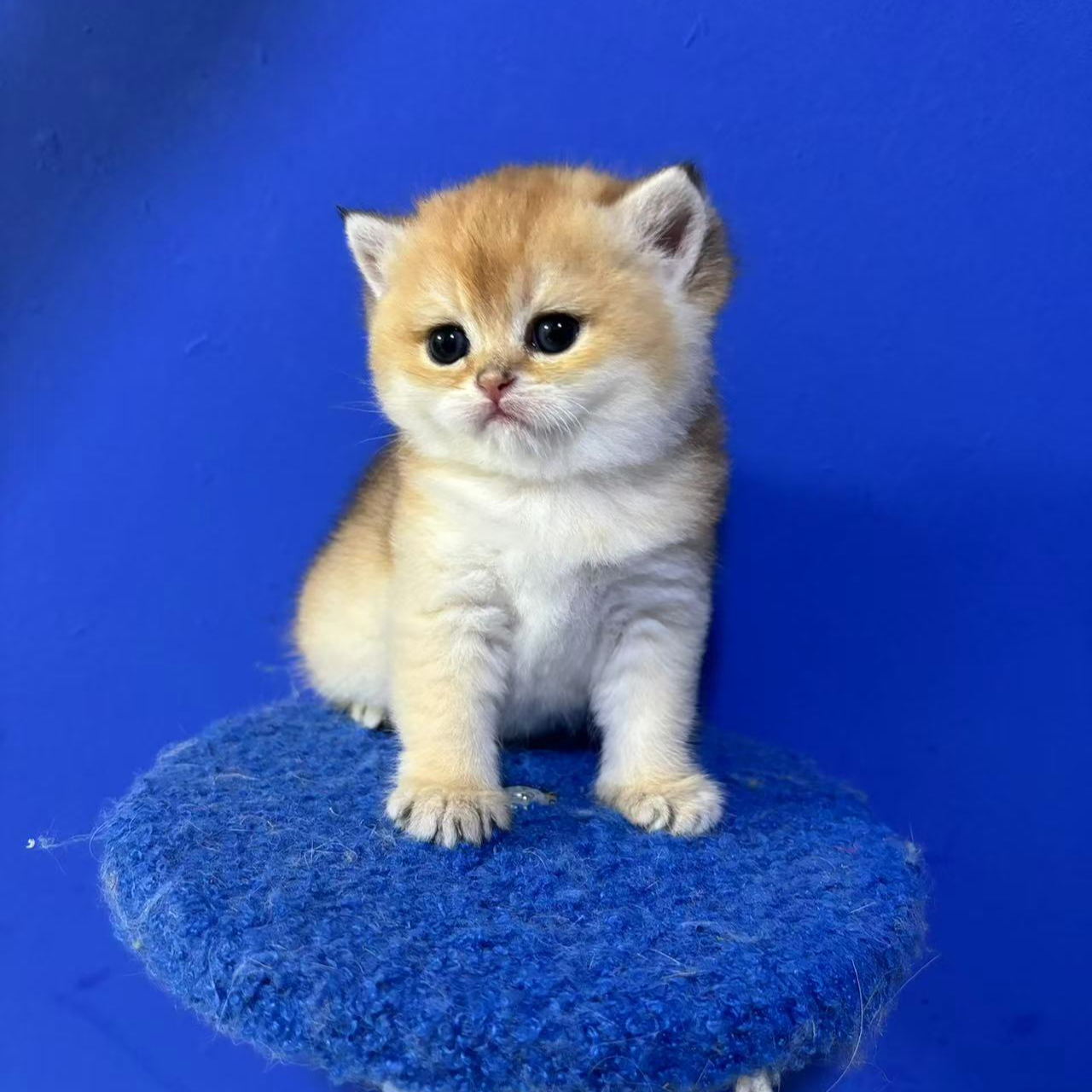 【俗人家的猫】精品渐层活体猫咪 