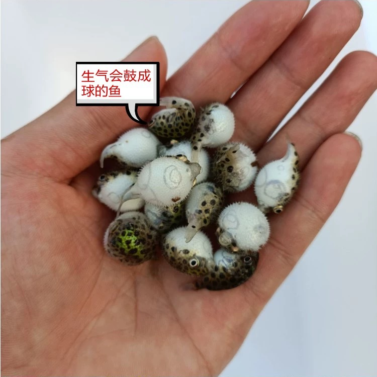 河豚观赏鱼金娃娃潜水艇鱼