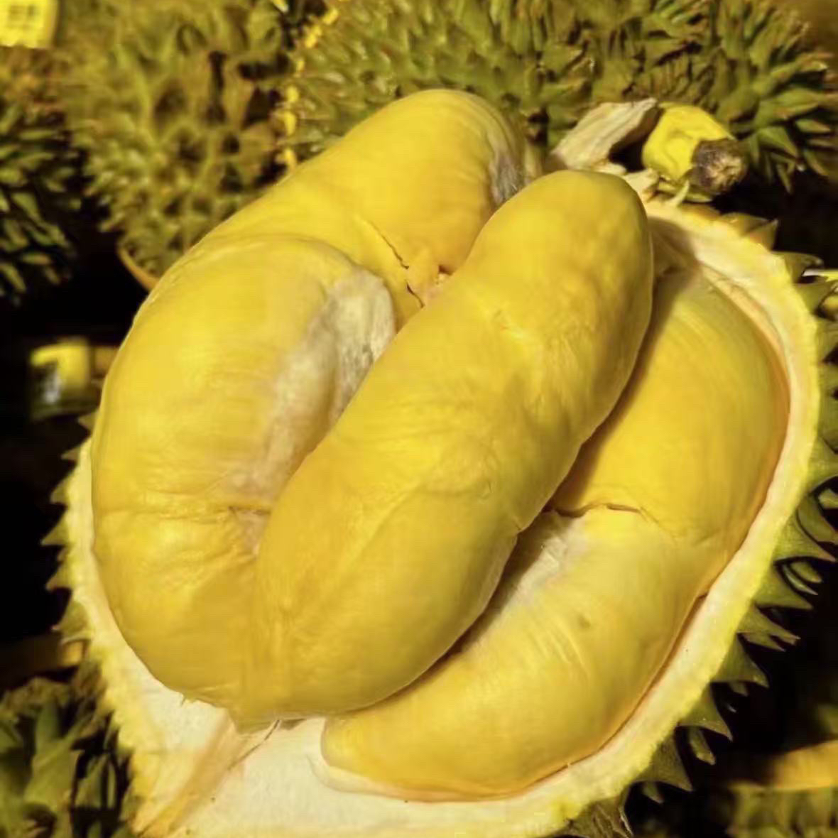 Z【一物一拍】老树金枕榴莲核小干苞2斤起运输10%干耗 到货判断生熟